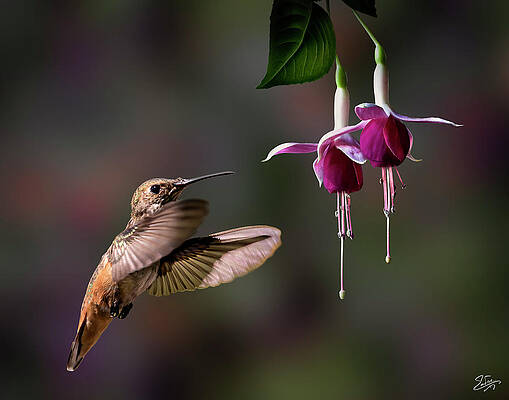 Hummingbird and Fuchsias 2 Endre Balogh