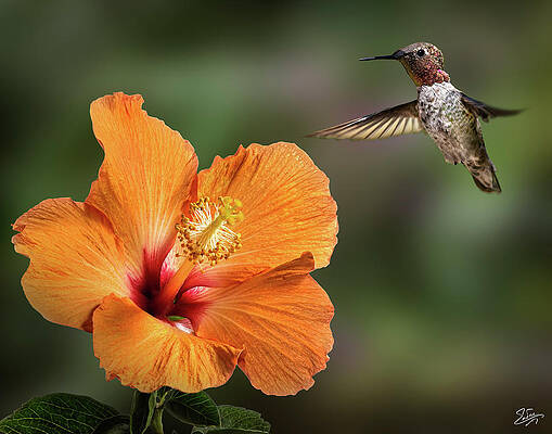 Hummingbird and Peach Hibiscus Endre
                              Balogh