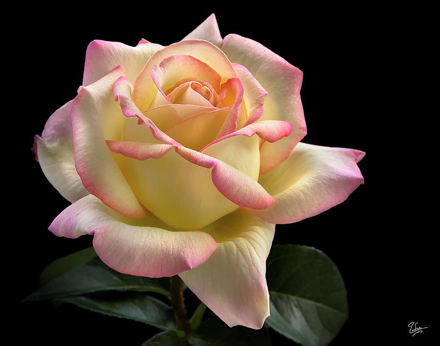 perfect-rose-endre-balogh.jpg